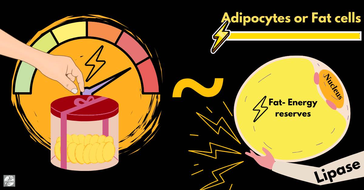 A box of sweets represents adipocytes storing fat. A hand picking a sweet symbolizes the lipase enzyme breaking down fat to release energy.