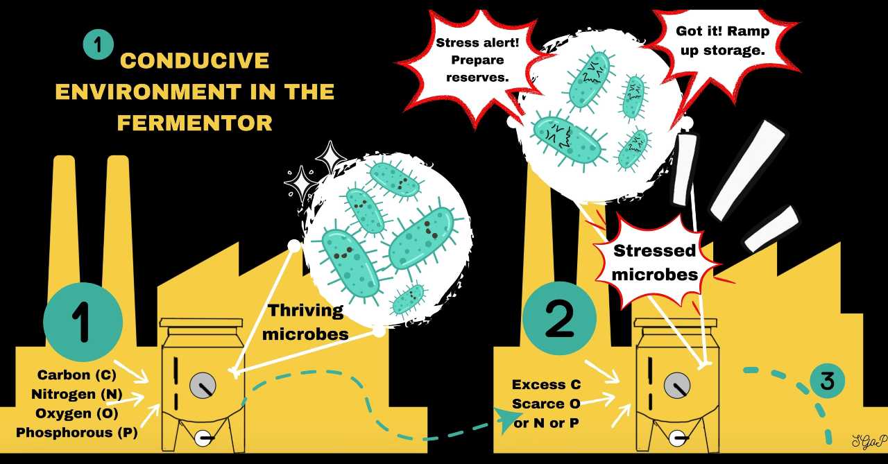 Thriving microbes suddenly stressed by altered growing conditions