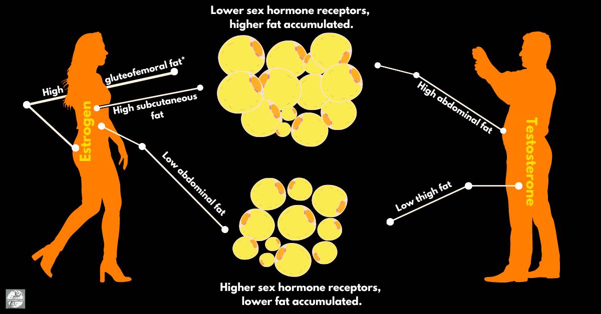 Infographic showing how estrogen in females and testosterone in males affect fat distribution, highlighting regions of high and low fat accumulation due to difference in hormone receptor numbers.