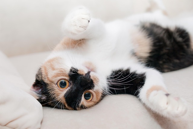A wide-eyed cat on a sofa