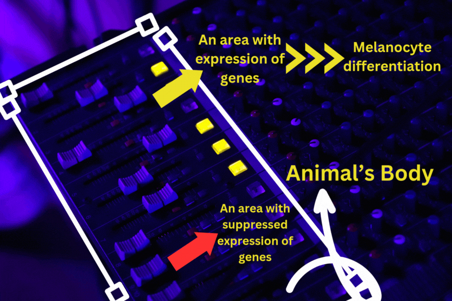 Audio equaliser console explaining gene expression analogy