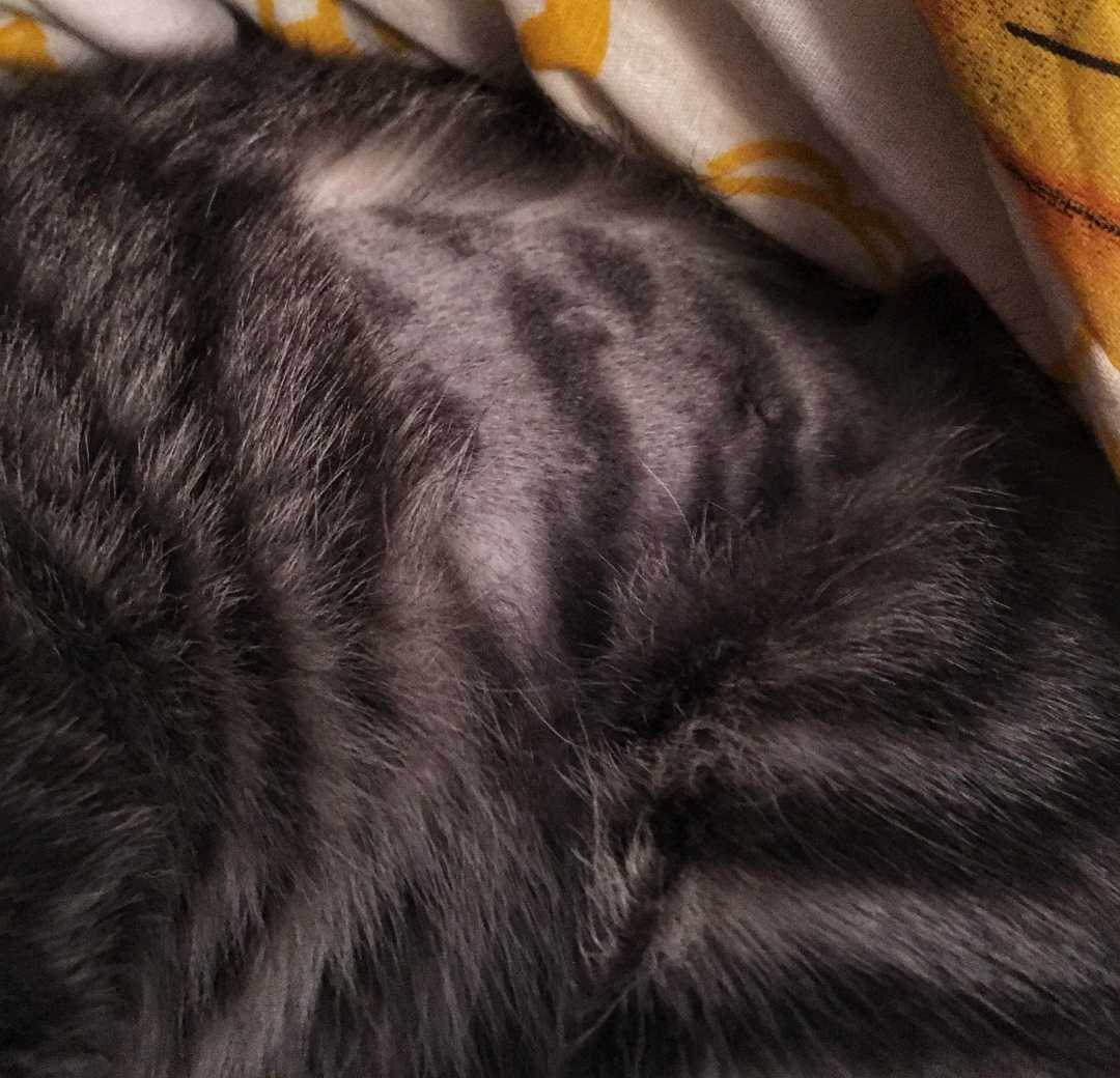 A tabby cat with fur shaved off with the same pattern on its skin.