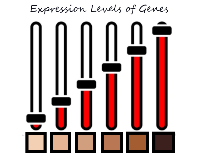 An equaliser analogy depicting expression levels of gene, and shades of brown produced by differentiated melanocytes.