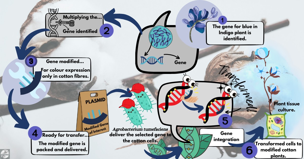 Infographic detailing the genetic modification process of cotton plants to produce blue pigment. Steps include gene identification from indigo plants, gene modification for cotton fiber expression, transformation using AGROBACTERIUM, and regeneration of blue cotton plants.