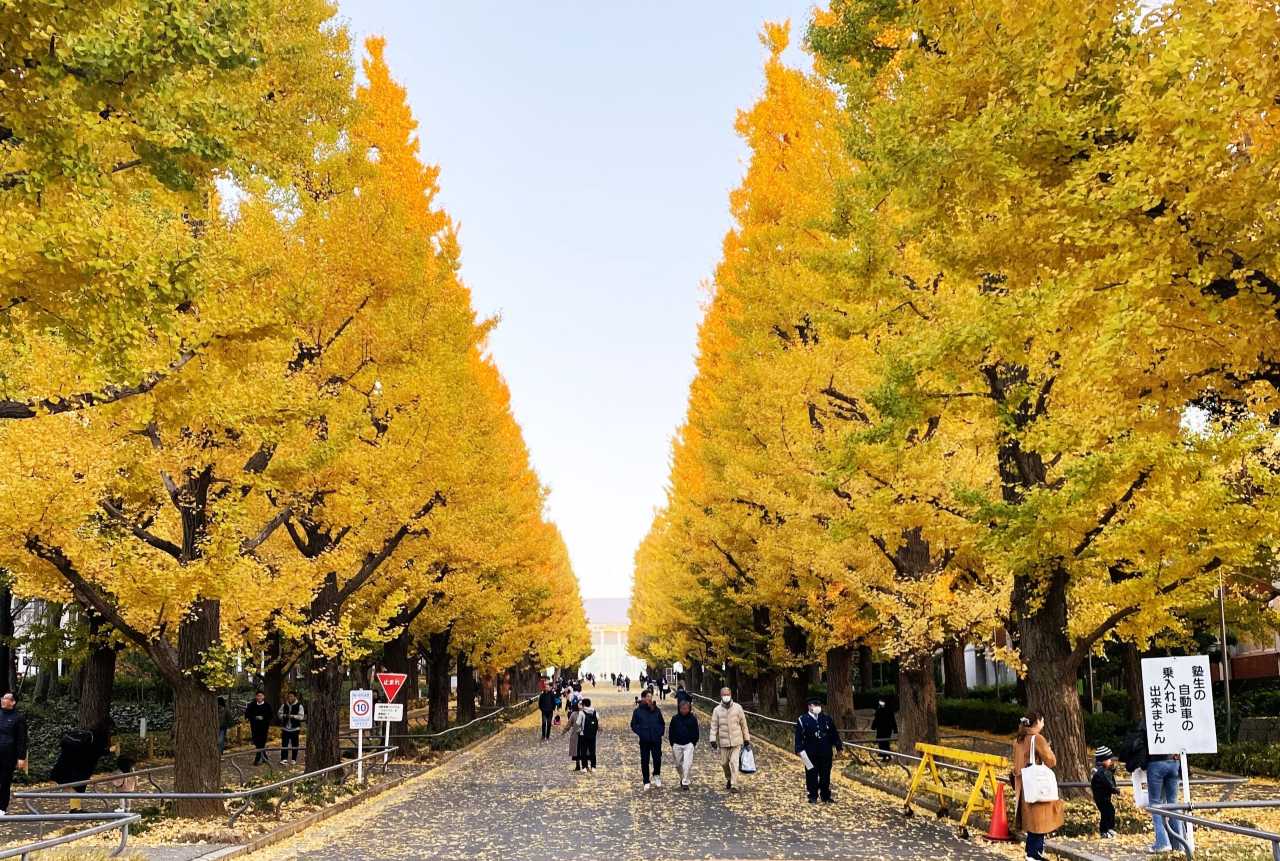 Boulevard lined with yellow ginkgo trees