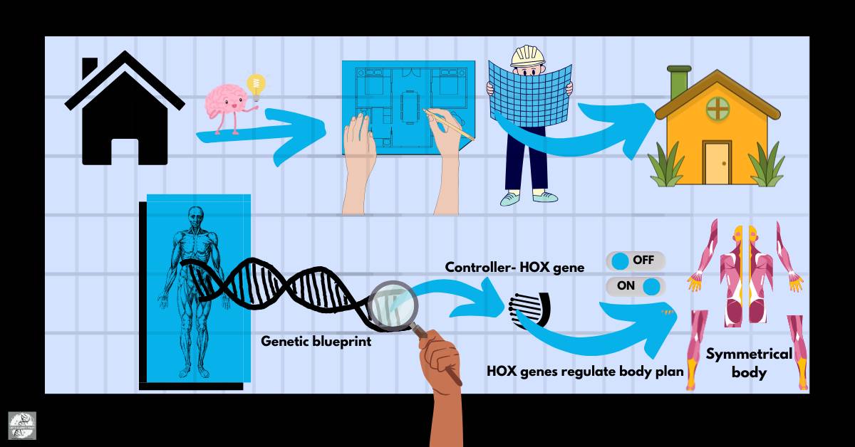Blueprint analogy showing HOX genes as controllers of bilaterally symmetrical body plans, similar to an engineer executing a building plan.