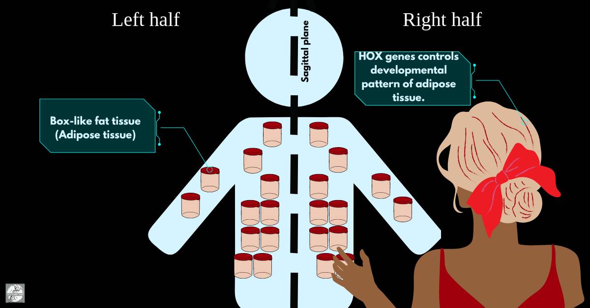 Illustration of a person arranging boxes within a human outline, representing HOX genes regulating the symmetrical distribution of box-like fat tissues on both sides of the body.
