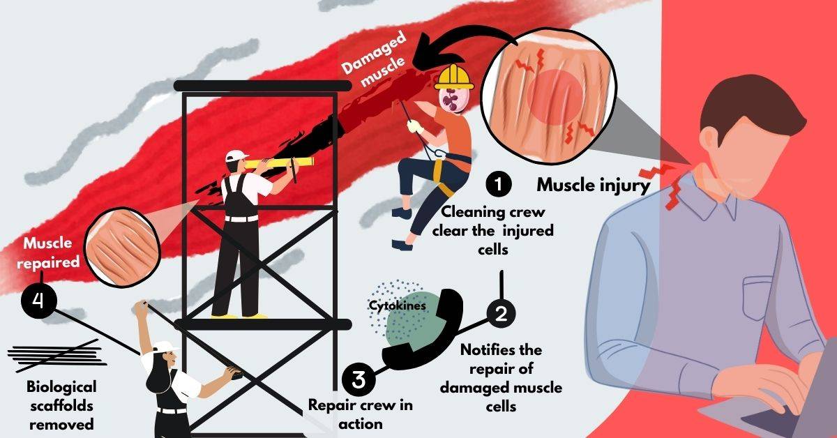 Illustration showing muscle repair: workers on scaffolds fix a damaged muscle. Labels describe stages from injury to repair.