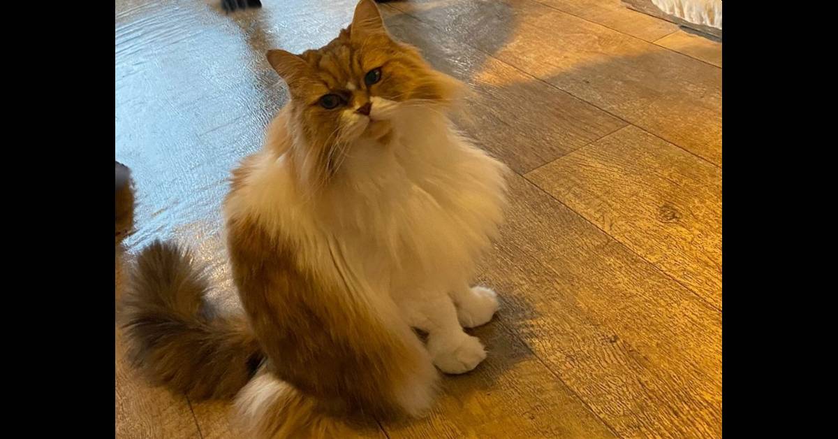 A brown and white colored Persian cat