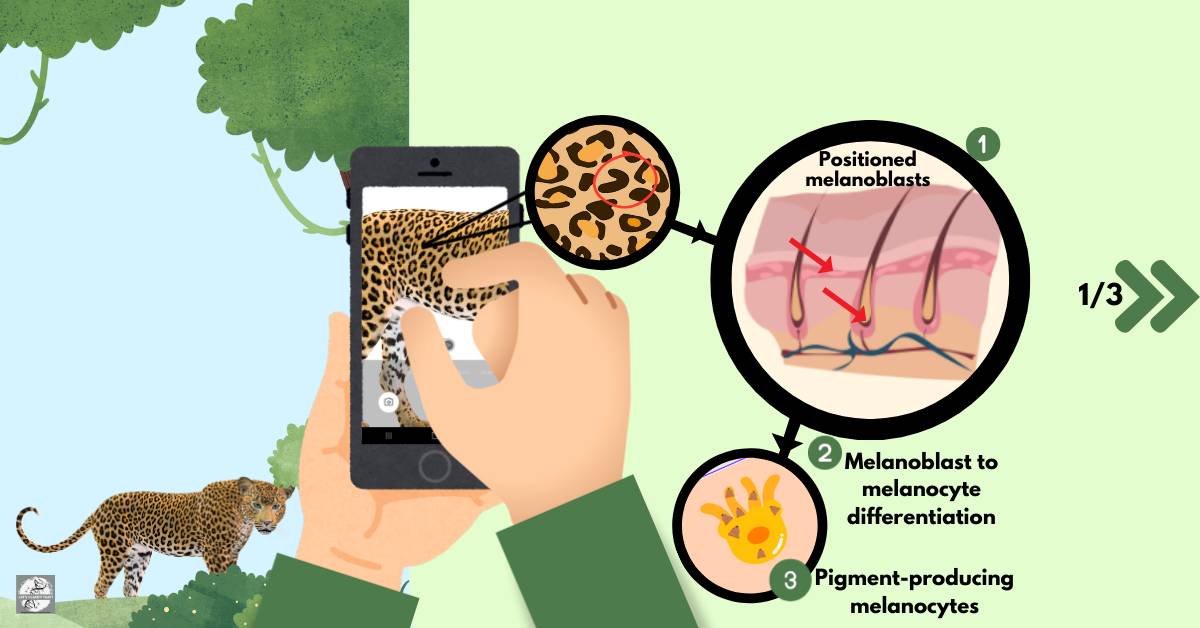 A zoom in of a Leopard's photo to explain the development of melanocytes in the skin, which form the leopard's spots.
