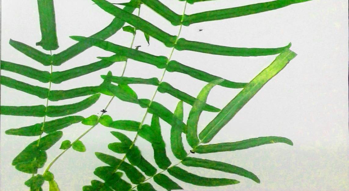 Fern