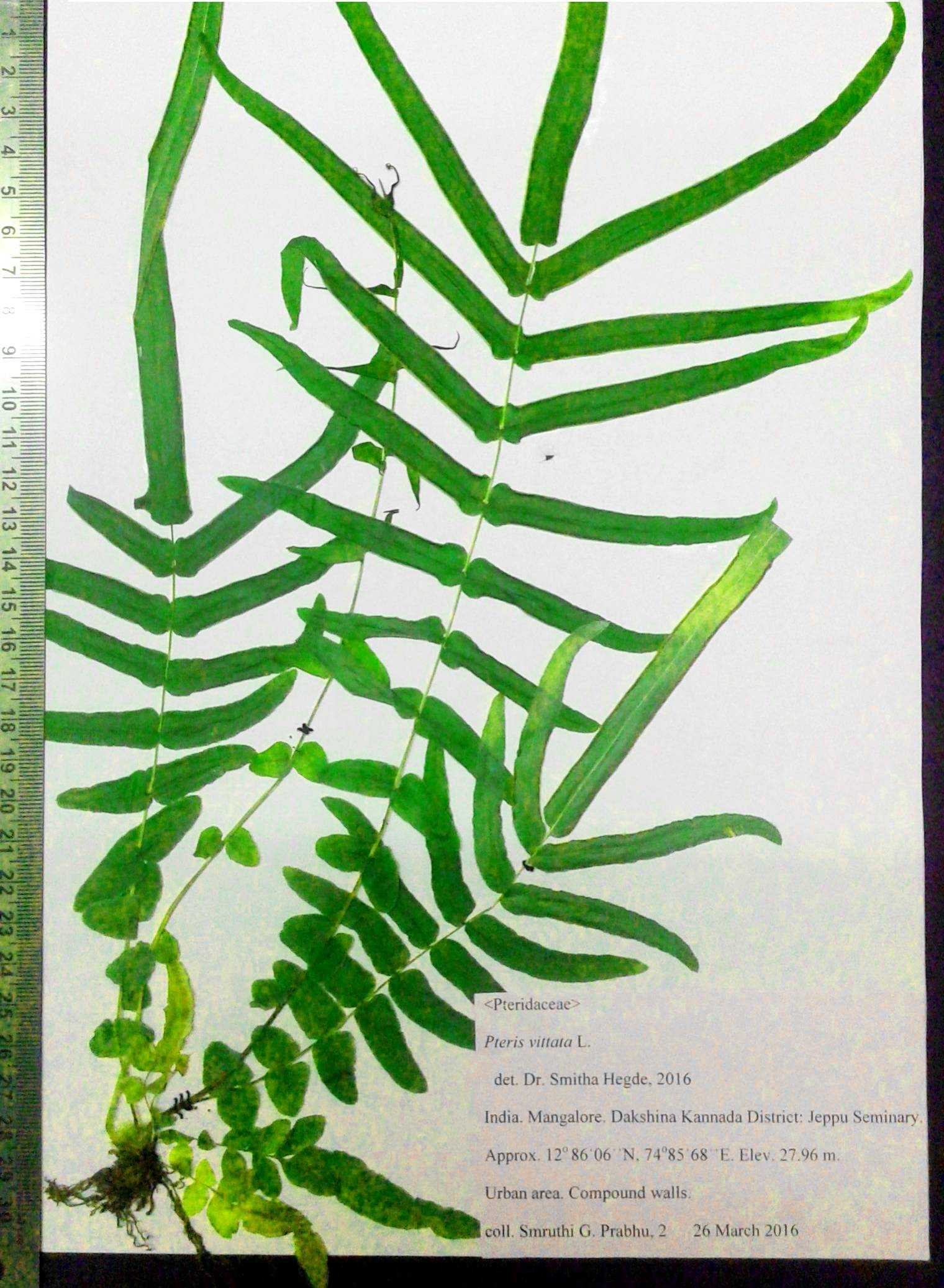 Fern