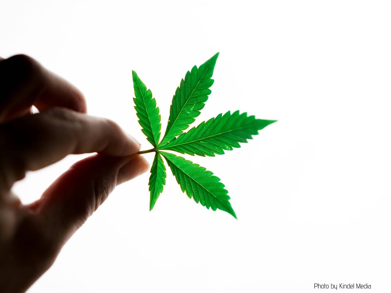 A cannabis leaf held against bright screen