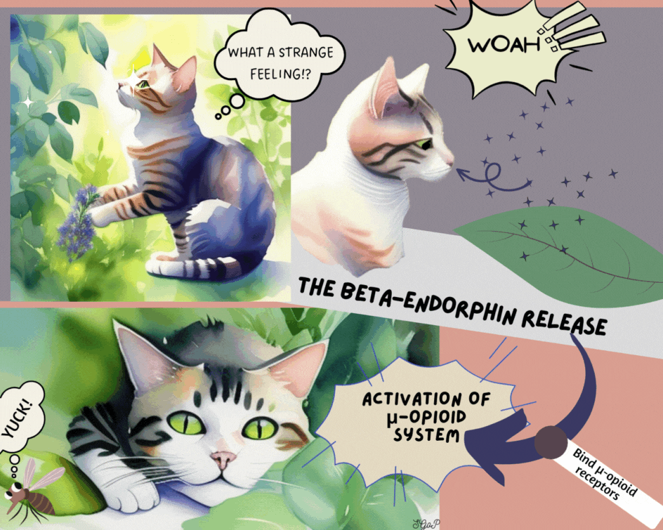A cat getting high on nepetalactol