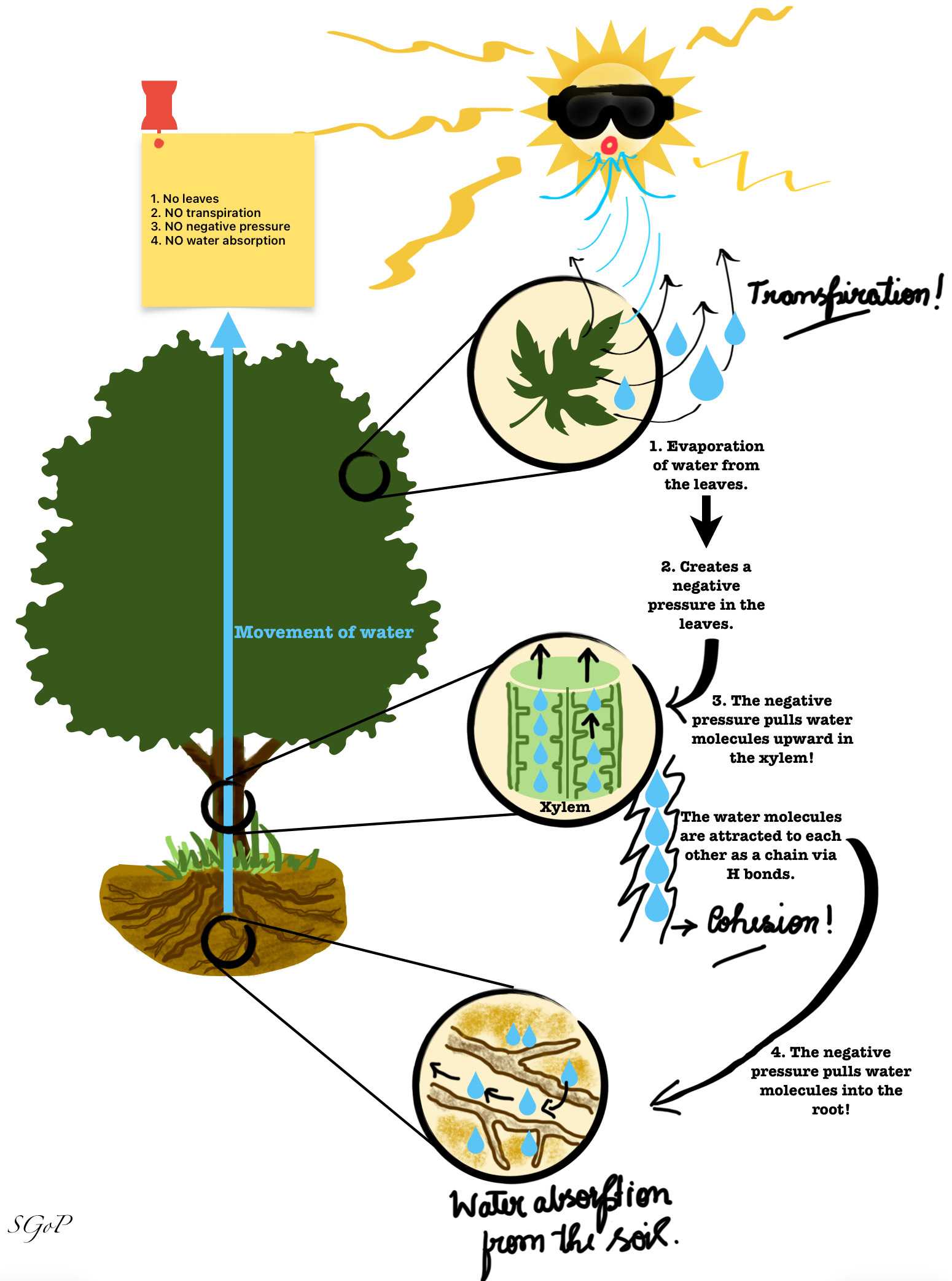 Illustration highlighting the key events of transpiration leading to water absorption by roots from the soil